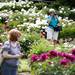 Ann Arbor resident Linda Sprankle takes pictures in The Peony Garden on Tuesday, June 4. Daniel Brenner I AnnArbor.com